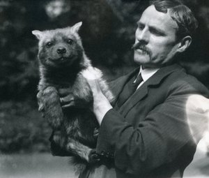 Keeper Charles Dixon holder en baby hyæne i London Zoo, 1919 af Frederick William Bond